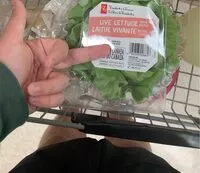 含糖量 Lettuce