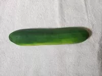 含糖量 Large Cucumber