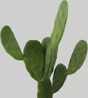 入っている砂糖の量 Nopales (Cactus)