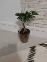 Quantité de sucre dans plante