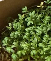 चीनी की मात्रा Tuinkers
